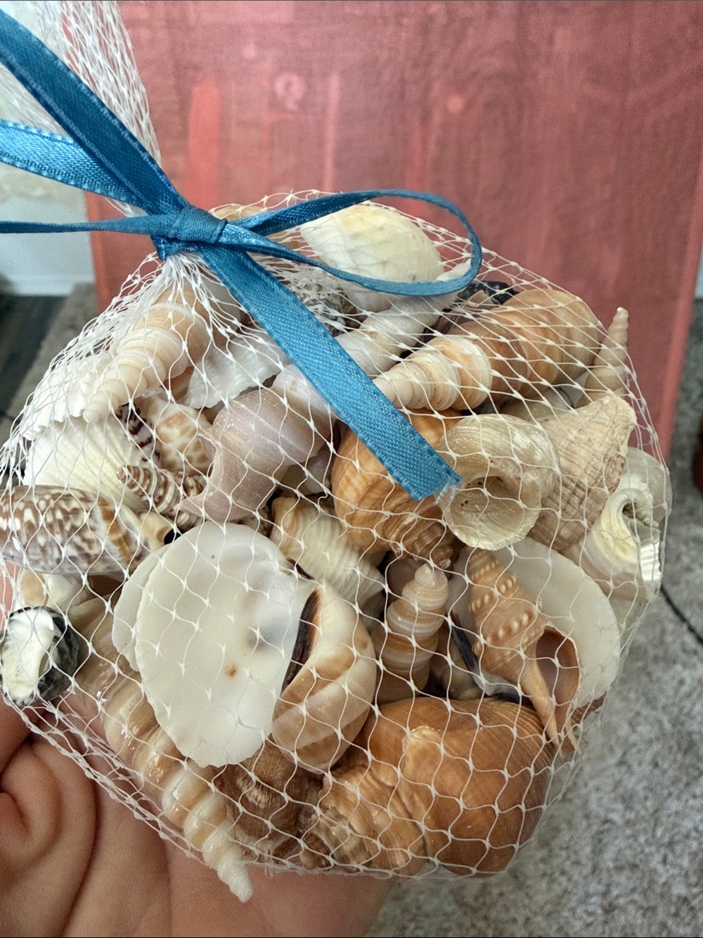 Natural Assorted Seashells Bundle Mixed Set